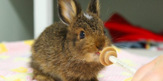 Baby rabbit feeding Canada