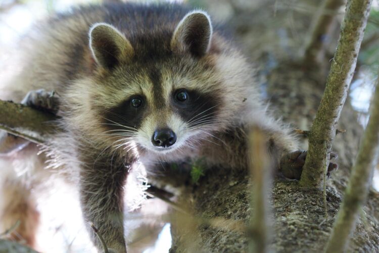 raccoon canada
