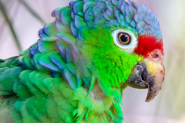 Head of red lored parrot costa rica