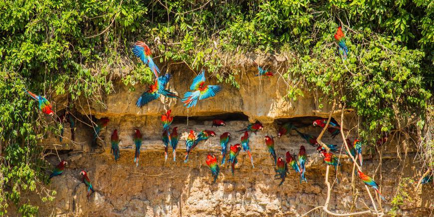 Red and green macaws at riverside claylick