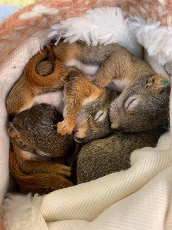 squirrel babies