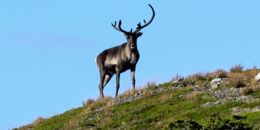 Wildlife and Biodiversity