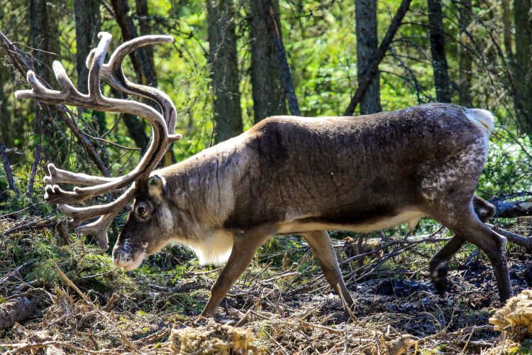 Reindeer in Sweden