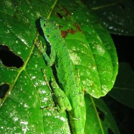 Lizard in Ecuador cloud forest