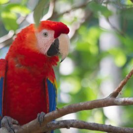 Rescued scarlet macaw