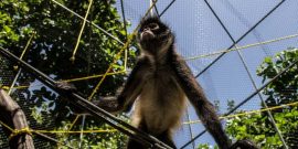 Rescued spider monkey