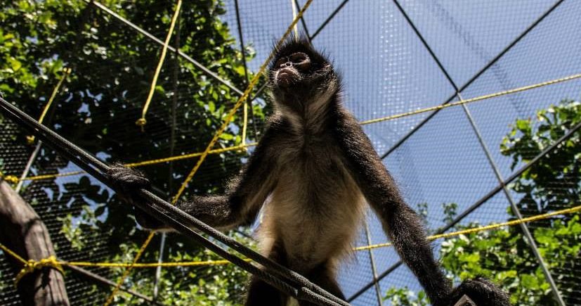 Rescued spider monkey