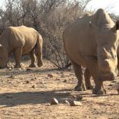 Rhino Rangers Anti-Poaching Programme, Namibia