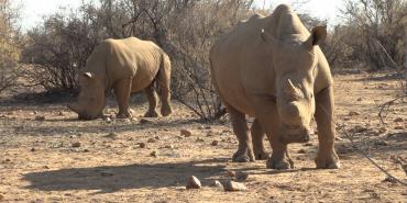 Rhino Research and Anti poaching volunteering