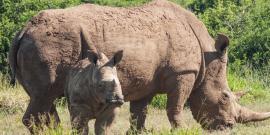 Volunteers doing rhino research and conservation