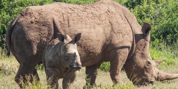 Volunteers doing rhino research and conservation