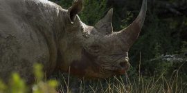 Rhino Kariega South Africa