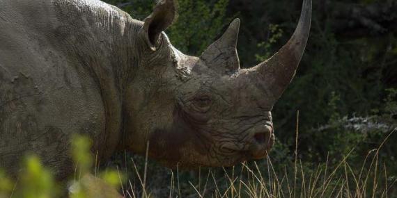 Rhino Kariega South Africa