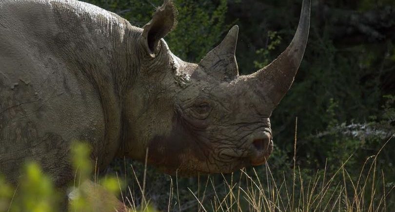 Rhino Kariega South Africa