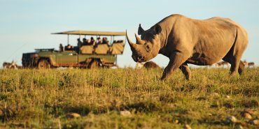 Rhino walks infront of view of jeep where volunteers are