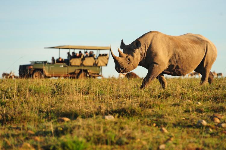 Volunteers monitor rhino in South Africa