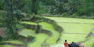 Rice field in Nepal