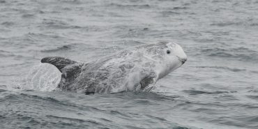 Rissos dolphin swimming in Portugal