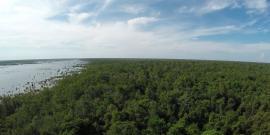Sabangau forest borneo
