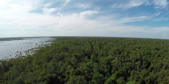 Sabangau forest borneo
