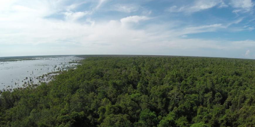 Sabangau forest borneo