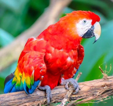 scarlet macaw