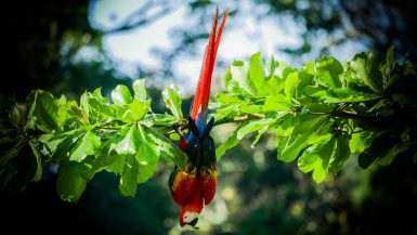 Upside down scarlet macaw