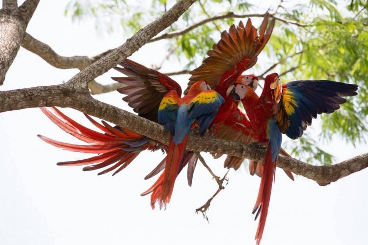 Scarlet macaws playing after release