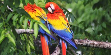 Scarlet macaws in Costa Rica