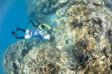 Great barrier reed research volunteers