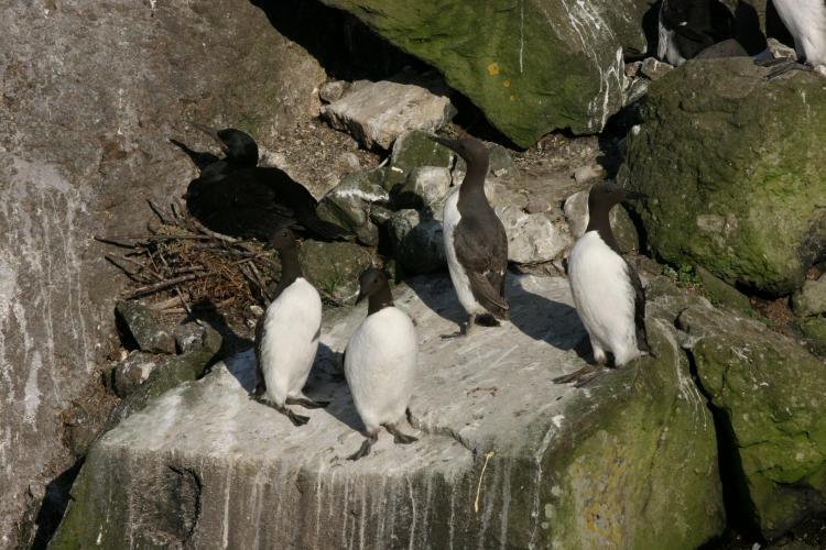 Guillemots and shag on the nest in Scotland