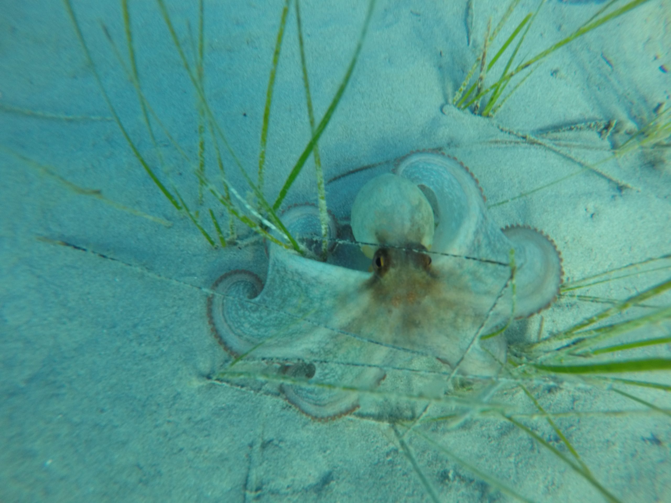 Kefalonia octopus
