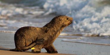 Seal pup in South Africa heading out to sea