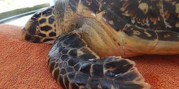 Sea turtle at rehabilitation centre in Maldives