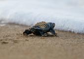 Sea Turtle Conservation Volunteer Project, Greece