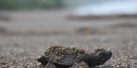 Sea turtle beach costa rica