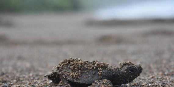 Sea turtle beach costa rica