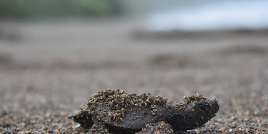 Sea turtle beach costa rica