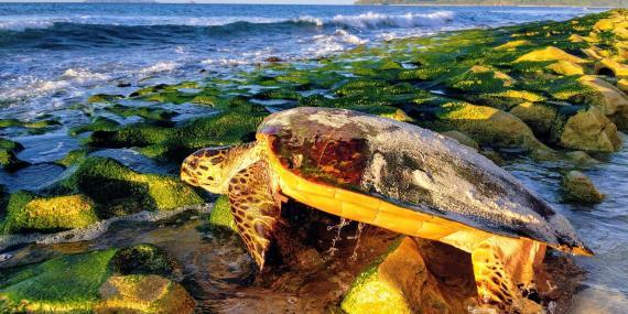 Sea turtle heading to sea