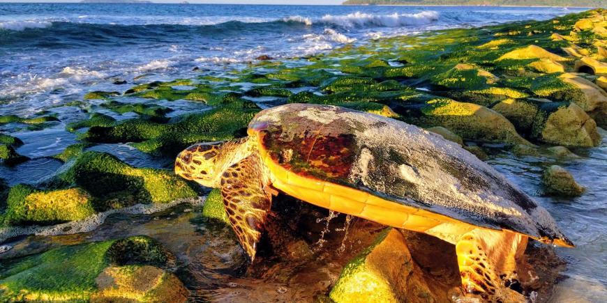 Sea turtle heading to sea