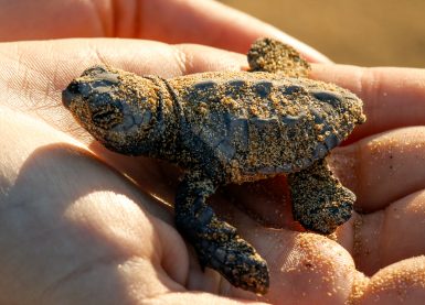 Baby sea turtle in hands in Greece