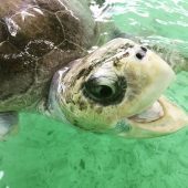 Adolfo Marques, Brazil