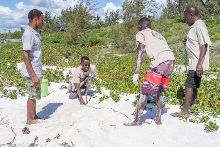 Marking sea turtle nests on the beach