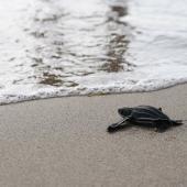 Statia Sea Turtle Volunteer Programme, St. Eustatius