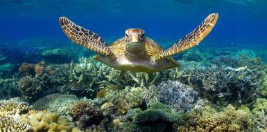 Sea turtle swimming in great barrier reef