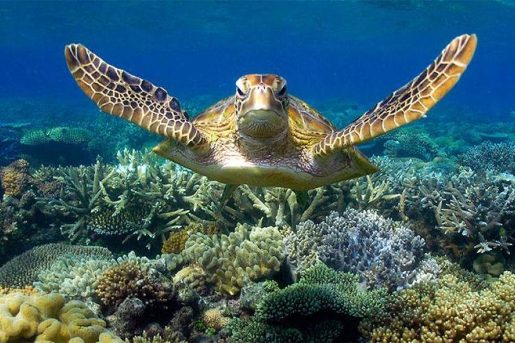 Sea turtle swimming in great barrier reef
