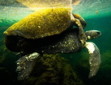 Galapagos sea turtle swimming