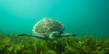 Wildlife and Biodiversity