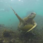 Sea Turtle Nest Monitoring Volunteer, Galapagos