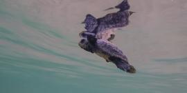 Baby sea turtle swimming Greece